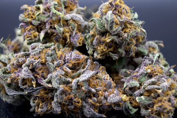 gas daddy strain