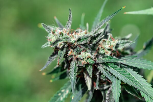 Jack Herer Marijuana Strain