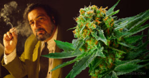 Jack Herer Marijuana Strain