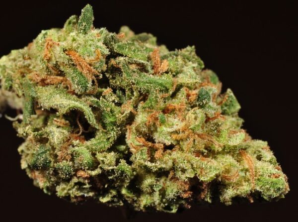 Northern Lights Marijuana Strain