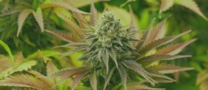 OG Kush