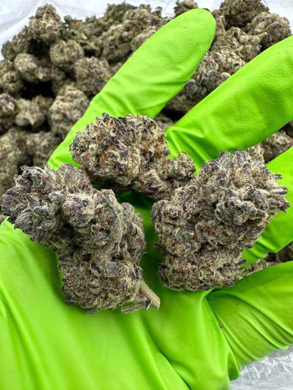 Oreoz Marijuana Strain, AKA Oreo Cookies, Oreos